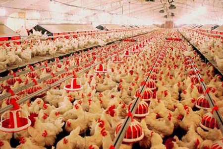 کاهش جوجه ریزی در مرغداری های خوزستان به دلیل افزایش قیمت جوجه