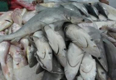 برخورد با ماهی فروشان دوره گرد در سیستان و بلوچستان