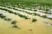 سیل 34 میلیارد تومان به کشاورزی استان تهران خسارت زد