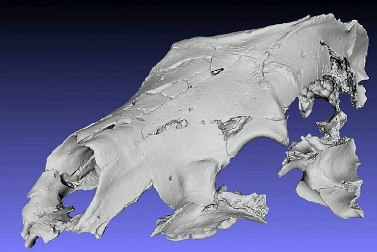 کشف فسیل خرس ۳.۵ میلیون ساله با دندان پوسیده در قطب شمال