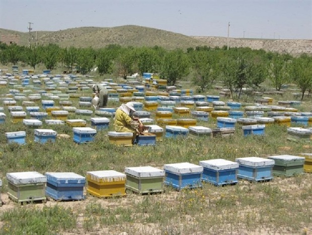 زهر زنبور عسل در شیروان باید تجاری سازی شود
