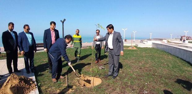 ۲۴ هزار درخت و ۴۰۰ هزار بوته گل در شهر بوشهر کاشت شد