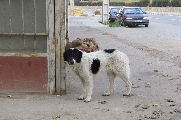 ساماندهی سگ های ولگرد در بویین زهرا با جدیت پیگیری می شود