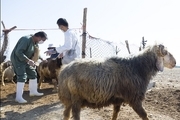 واکسیناسیون رایگان دام های دشتی بوشهر علیه آبله