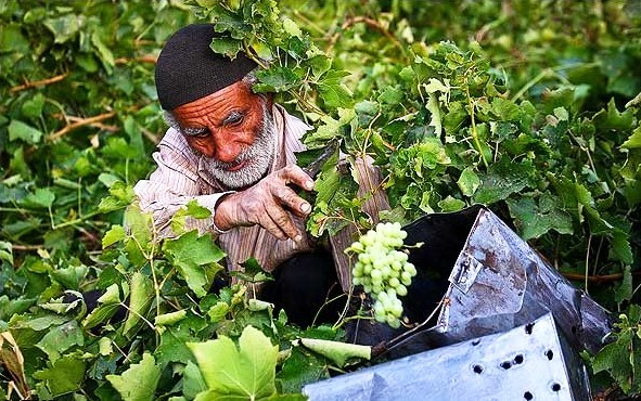 برداشت انگور در کردستان با پیش بینی تولید 100 هزار تُنی این محصول آغاز شد