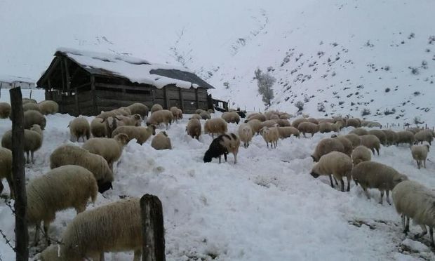 بارش برف در ارتفاعات رضوانشهر و استمداد دامداران از مسئولان