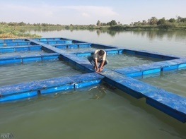 طرح دومنظوره پرورش ماهی قزل آلا در قفس های مستقر در آبندان گامی مهم در جهت توسعه روستایی