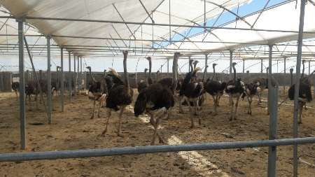 وجود چهار واحد پرورش شترمرغ با ظرفیت سالانه 141 قطعه مولد در کردستان