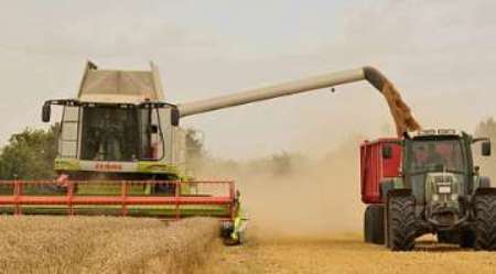 تولید گندم در گنبدکاووس از مرز 271 هزار تن گذشت