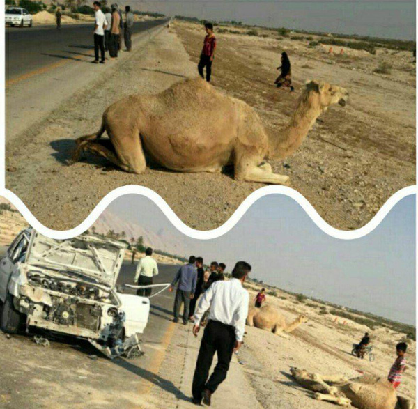 مرگ راننده پراید و شتر در مجور کنگان-بوشهر