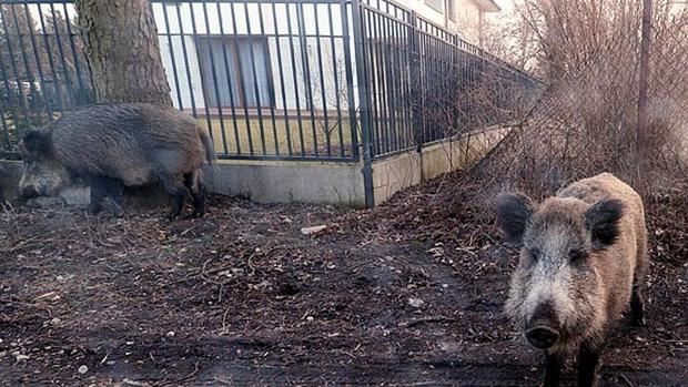 ثبت اولین مورد ابتلا به تب خوکی در آلمان