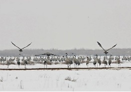 زمستان گذرانی 30 گونه پرنده مهاجر در تالاب های گندمان و چغاخور