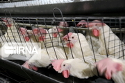 ۲۶ تن مرغ قاچاق در اسلام آبادغرب کشف شد