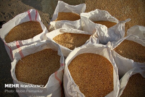 ۵۹۰ هزار تن گندم از زراعان آذربایجان غربی خریداری می شود