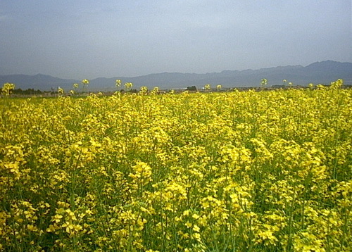 42 درصد کلزای استان قزوین در مزارع کشاورزی آبیک تولید می شود
