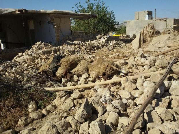 پاکسازی و دفن بهداشتی لاشه های دامی مناطق زلزله زده استان کرمانشاه با حضور52 اکیپ دامپزشکی