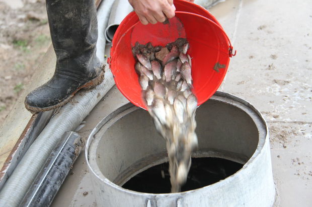 نجات یک میلیون قطعه ماهی در حاشیه تالاب میانگران ایذه