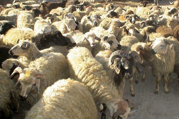 1.6 میلیارد ریال گوسفند قاچاق در مهریز کشف شد
