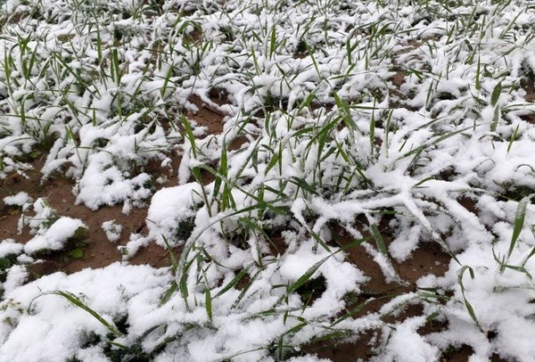 خسارت سرمازدگی به ۲۲ استان کشور  پرداخت خسارت به کشاورزان از محل صندوق بیمه کشاورزی