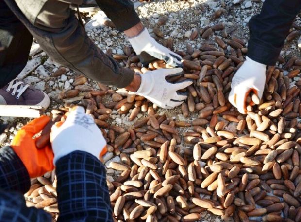 ۲ هزار بذر بلوط و بادامک در اسدآباد کاشته شد