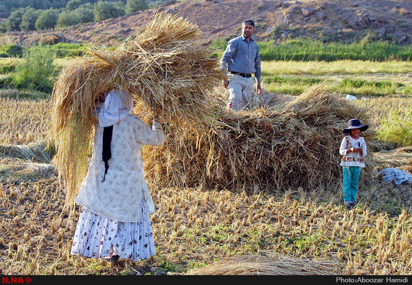 گیلان برنج مصرفی 20 میلیون ایرانی را تامین می‌کند  کاهش دور ریز برنج با توسعه صنعت فرآوری ضایعات