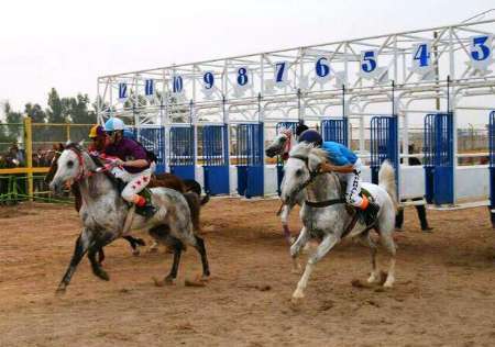 جشنواره ملی اسب اصیل عرب به میزبانی شوش آغازشد