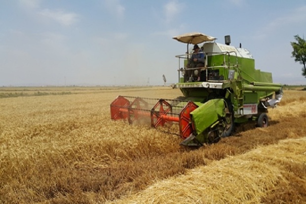 85 هزار تن گندم از اراضی دشت اردبیل برداشت می شود