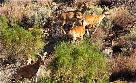 آماربرداری از حیوانات پارک ملی گلستان آغاز شد