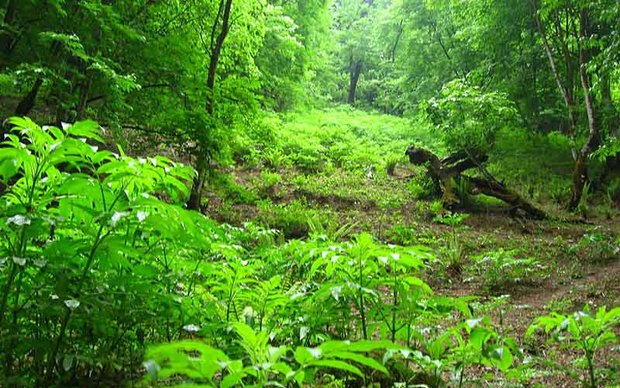 30 درصد اعتبارات مصوب جنگل کاری سمنان تخصیص یافت