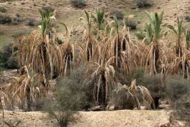 تاثیر خشکسالی بر کشاورزی و آب شرب بوشهر