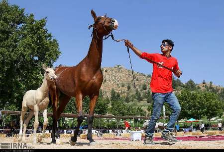 معاون استاندار خراسان شمالی: از تولیدکنندگان اسب حمایت می کنیم