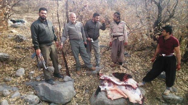 دستگیری شکارچیان گراز در شهرستان سلسله