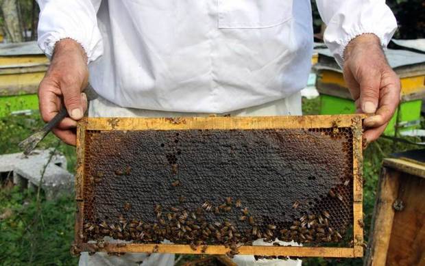 برداشت عسل در مهریز 50 درصد کاهش یافت