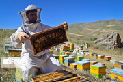 بیش از ۷۰ تن عسل در دامغان تولید شد