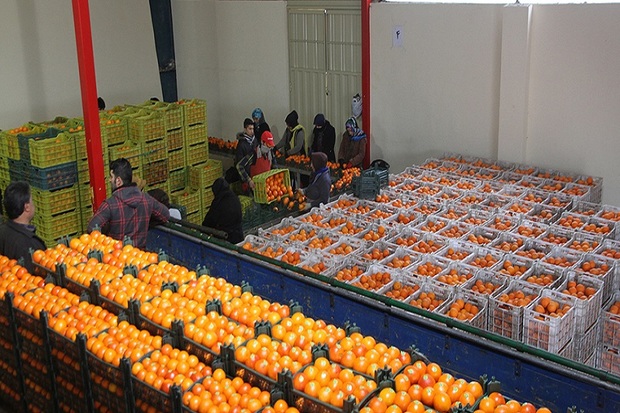 2 هزار تن میوه شب عید در قزوین ذخیره سازی می شود