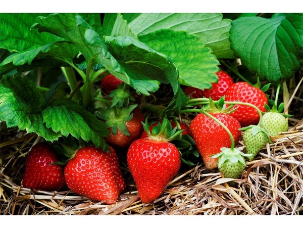 پیش بینی تولید 10 هزار تنی توت فرنگی در جویبار