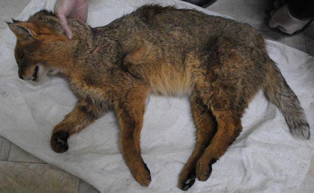 گربه جنگلی با مرگ، زیست خود را ثبت کرد