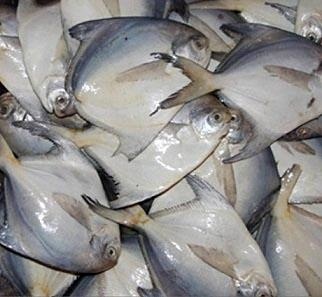 صید ماهی «حلوا سفید» در استانهای خوزستان و بوشهر ممنوع شد