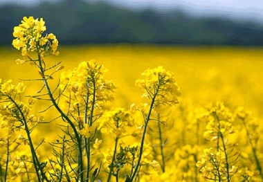 1805 تن کلزا در نقده خریداری شد