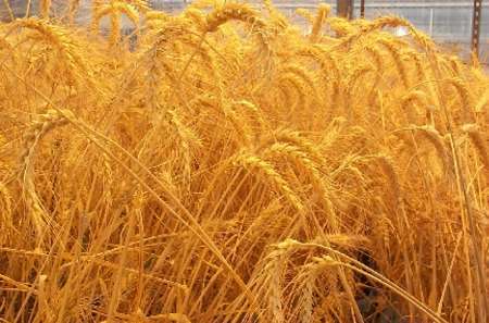 افزایش 9 هزار تنی خرید گندم در مناطق گرمسیری کهگیلویه و بواحمد