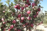 ۱۷۹هزار تن سیب در میانه تولید شد