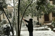 درخت تکانی قالیباف در روز برفی! + عکس