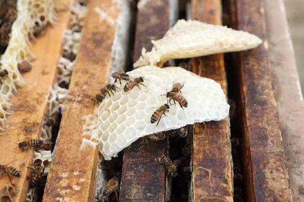 سالانه 21 هزار تن عسل در آذربایجان غربی تولید می شود