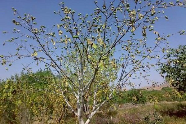 طرح سرشاخه کاری درختان گردو در شهرستان سامان آغاز شد
