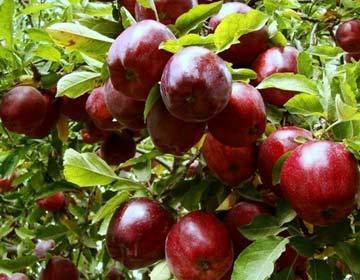 نیمی از سیب مصرفی  شب عید کشور توسط آذربایجان غربی تامین می شود