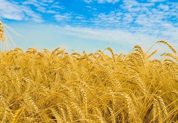 209 تن گندم از کشاورزان کرمانشاه و ایلام خریداری شد