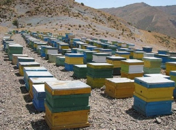 تولید عسل در دشتی بوشهر ۱۲۰ درصد افزایش یافت