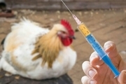مرحله دوم واکسیناسیون طیور بومی در کهگیلویه وبویراحمد آغاز شد