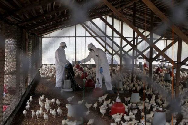 بیماری آنفلوآنزا در یک واحد مرغداری آذربایجان شرقی مشاهده شد