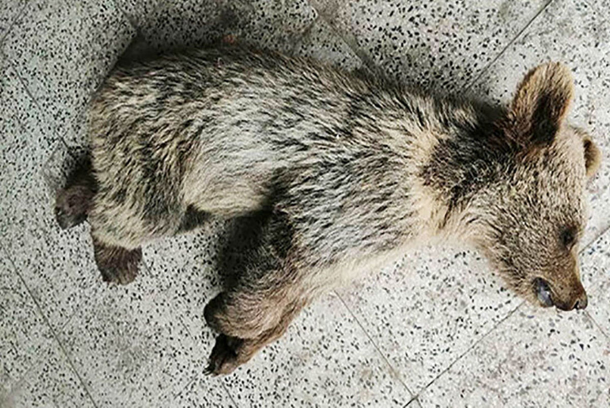یک توله خرس قهوه ای در مشگین شهر به طرز دلخراشی کشته شد